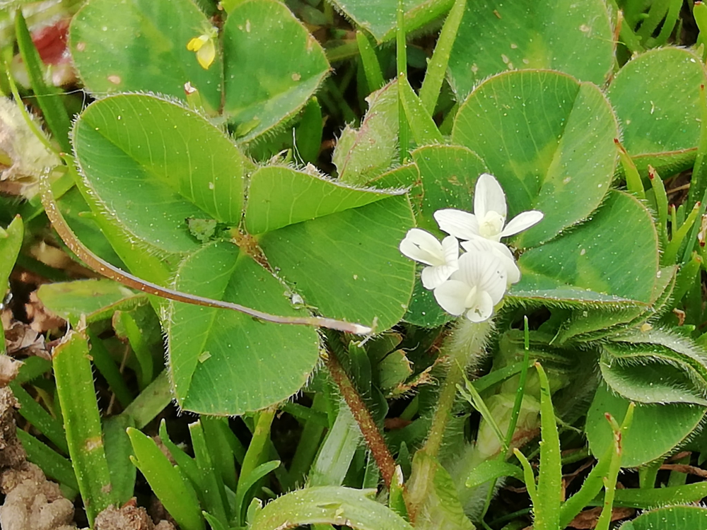 Trébol subterráneo - Trifolium subterraneum L.
